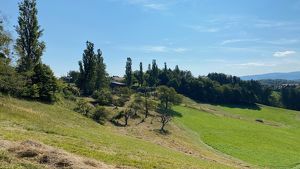 SCHEIBENGRUND nahe der WEINSTRASSE