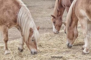 Stark Preisreduziert! Bauernhof-Pferdehaltung-Schnapsbrennrecht ca. 2.938 m²