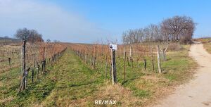 Weingarten in bester Lage