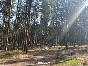 Wald