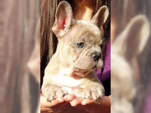 Wunderschöne Französische Bulldoge Rüden Verkaufen