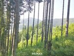 Wald in Steinhaus