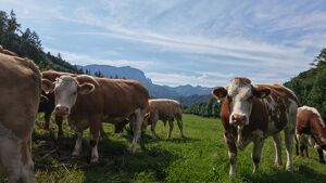 "Hof zur Steinwänd" Gasthof und Bauernhof mit Fremdenzimmern - Wald und Wiesen!