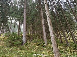 Zusammenhängende, ca. 2,35 ha große Waldfläche in Weitenbach bei Reichenfels im Lavanttal