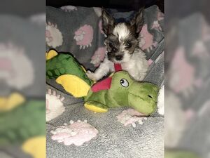 Biewer Yorkshire Terrier Welpen