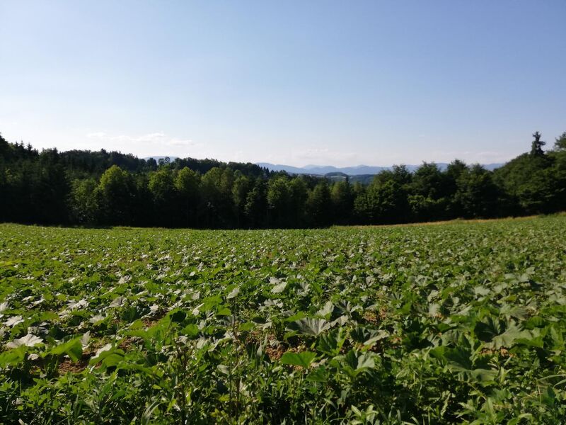 PROVISIONSFREI - Baugrund in Gleisdorf-Ungerdorf