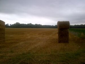 Traktorvezető &eacute;s Mindenes (f&eacute;rfi/nő/d) / Traktorfahrer(in) & Allroundhandwerker(in) (m/w/d)