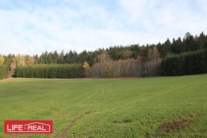 sonniges Gr&uuml;nland mit Wald