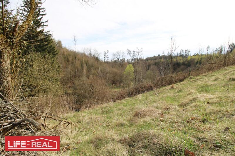 sonniges Grünland eingebetet neben Bach und Wald, kein Bauland