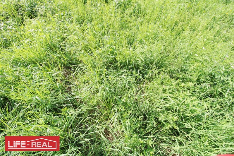 Investitionsm&ouml;glichkeit mit Entwicklungspotential - gro&szlig;er Betriebsbaugrund