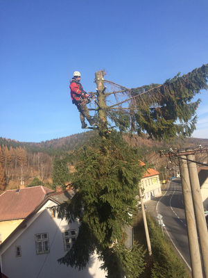 Wir schlagen die Bäume in  Poysdorf