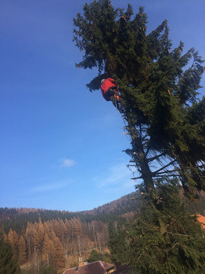 Wir schlagen die Bäume in  Laa an der Thaya