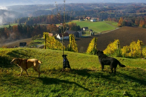 Blick vom Burgstallkogel