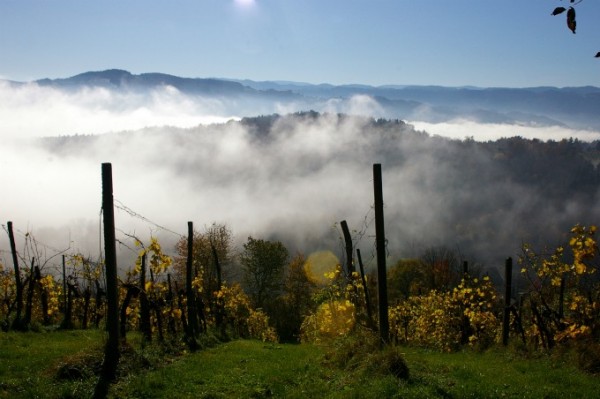 Weinberg im Nebelschleier