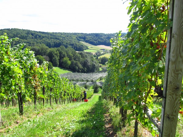 Weinlese am Eschenhof