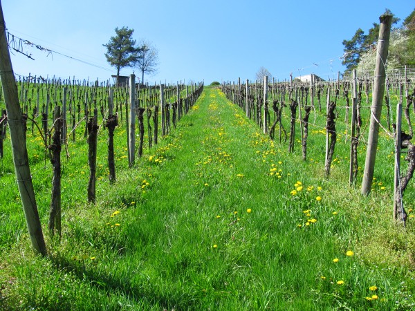 Frhlingserwachen am Eschenhof