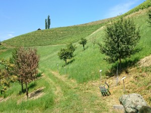 Weinlehrpfad Silberberg