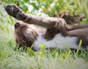 Verhaltensberatung für Hundebesitzer