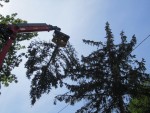 Baumabtragung, Baumentfernung maschinell inkl. Abtransport