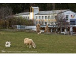 Ein Ort der Entschleunigung in einer immer schneller und lauter werdenden Welt, ein Rastplatz für Körper und Seele, Atmosphäre der Stille, weitläufiger Garten, Wanderwege, Meditationen, Kursprogramm, Raum für Entspannung und Erholung