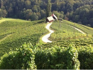 Südsteiermark Urlaub beim Wein