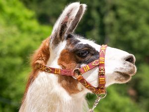 LAMA-EXPEDITION DURCH DAS MÜHLVIERTEL