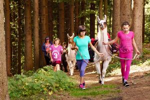 LAMA-EXPEDITION DURCH DAS MÜHLVIERTEL