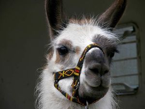 LAMA-EXPEDITION DURCH DAS MÜHLVIERTEL