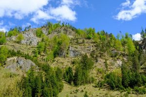 Wald der Zukunft Führung in Dürradmer/Rotmoos