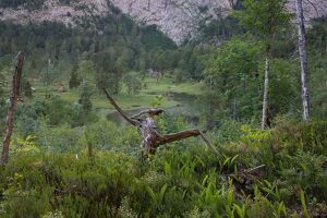 Wald der Zukunft - Führung bei Altaussee