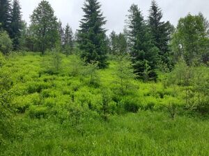 Wald der Zukunft - F&uuml;hrung bei Kaprun