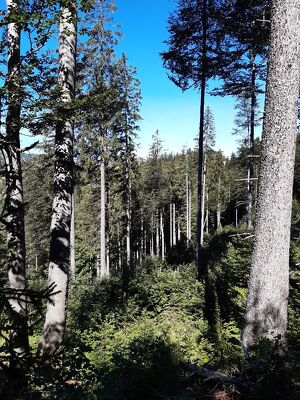 Wald der Zukunft-F&uuml;hrung in M&uuml;rzsteg