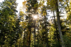 Wald der Zukunft-F&uuml;hrung in Klosterneuburg, Wienerwald