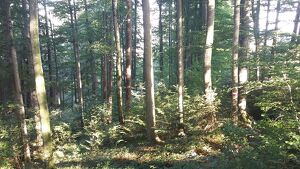 Wald der Zukunft-F&uuml;hrung in Damberg, St. Ulrich bei Steyr